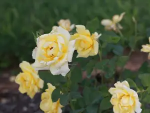 Elizabeth Park Rose Garden