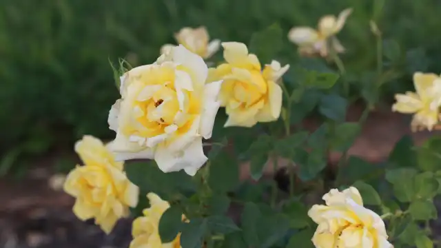 Elizabeth Park Rose Garden