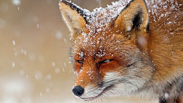 Kaftantzoglio National Stadium