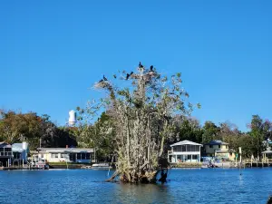 Explorida - Manatee Swim Tours