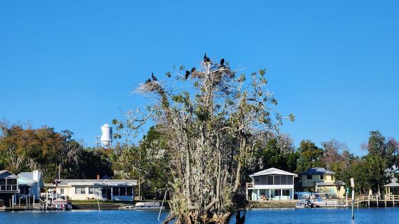 Explorida - Manatee Swim Tours