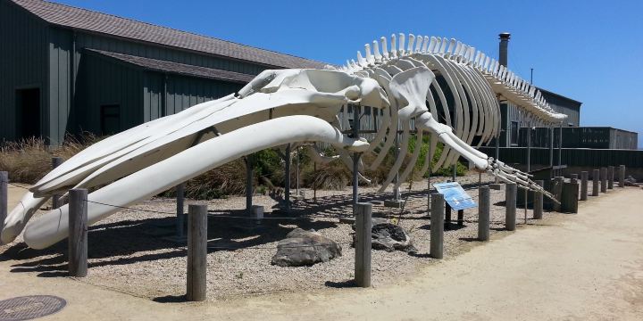 Seymour Marine Discovery Center