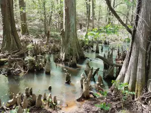 Battle Creek Cypress Swamp