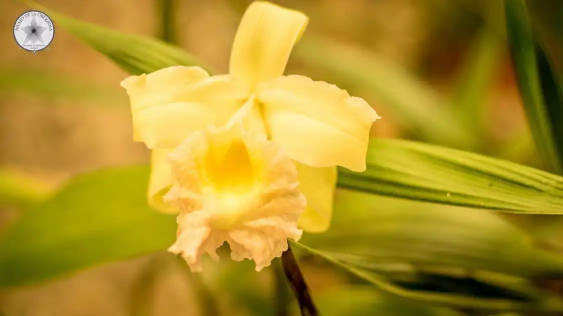 Hotels near Museo Jardin de Orquideas