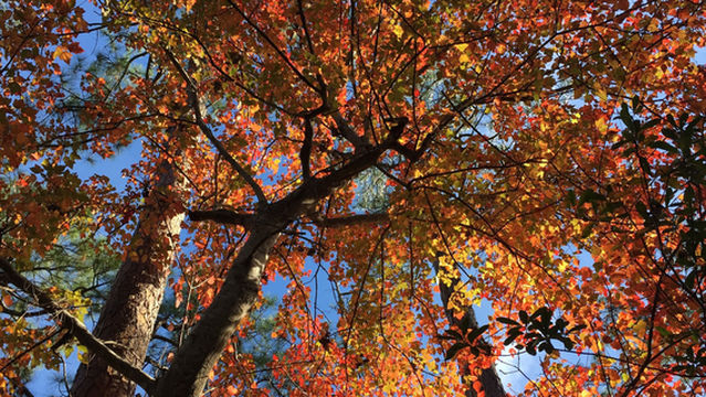 Oak Tree Nature Park