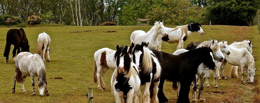 Hillside Shire Horse Sanctuary
