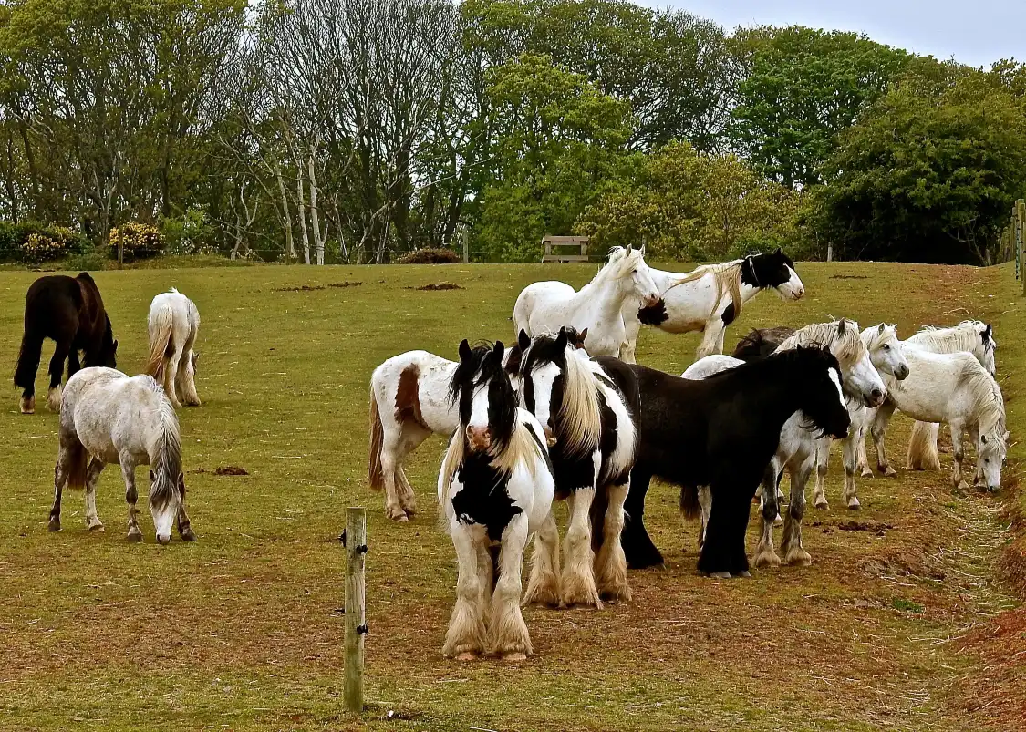 Hotel in zona Hillside Shire Horse Sanctuary