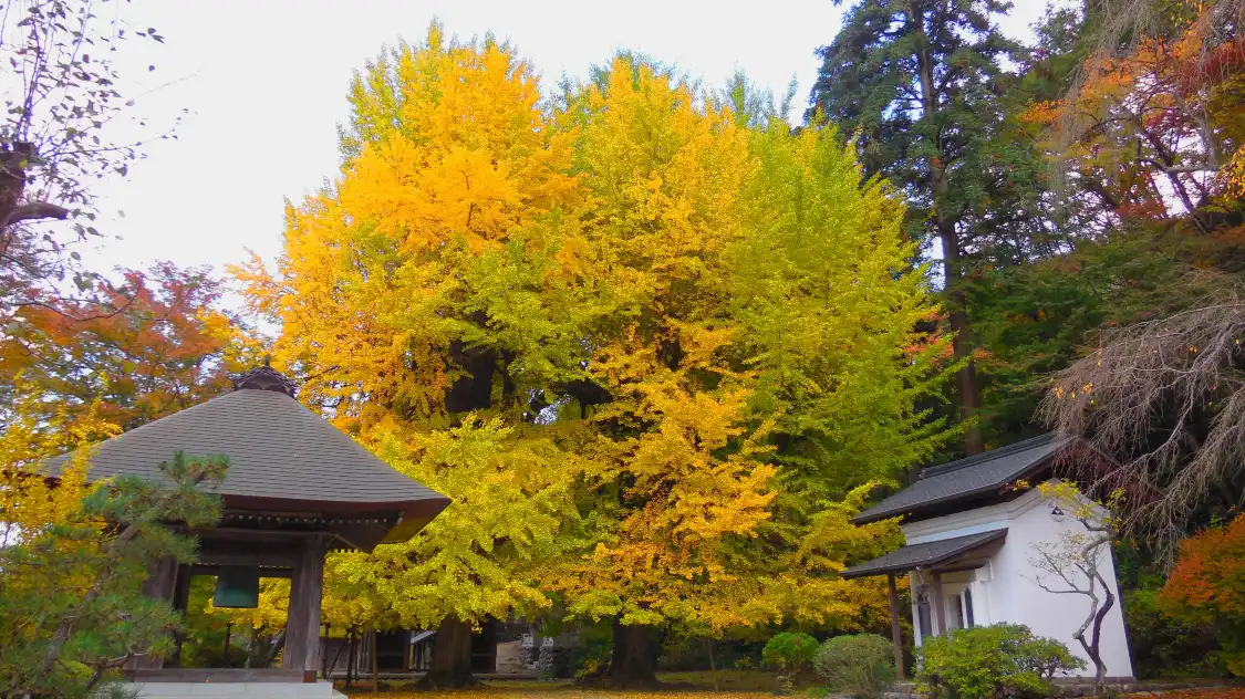 코토쿠 절 주변 호텔