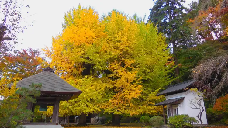 Hotels in Akiruno