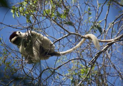 Kirindy Mitea National Park