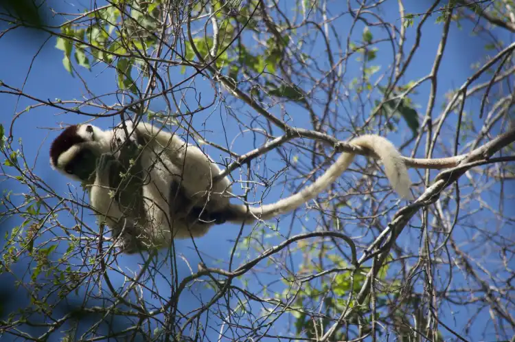 Hoteles cerca de Parque nacional de Kirindy Mitea