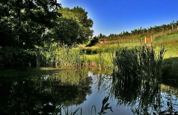 茲布拉斯拉維採