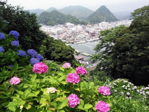 下田公園綉球花節