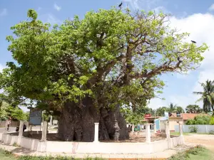 Baobab Tree Pallimunai, Mannar, Sri Lanka