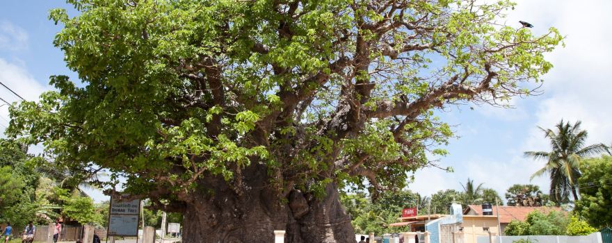 Baobab Tree Pallimunai, Mannar, Sri Lanka