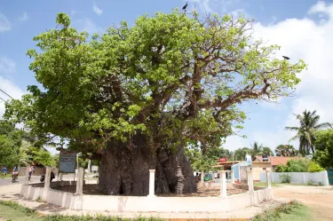 Mannar