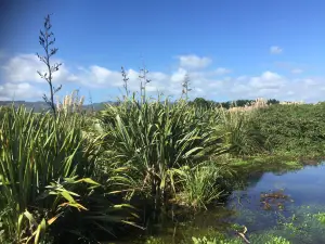 Otaihanga Domain