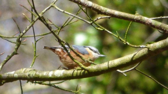 RSPB Chapel Wood