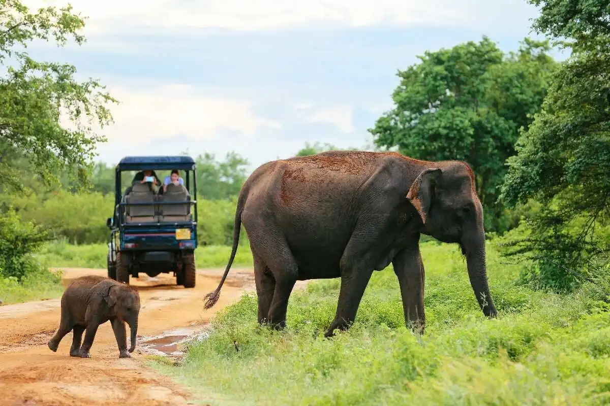 Hotels near Udawalawa Elephant Orphanage