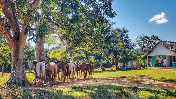 Caballos de los Mogotes 2