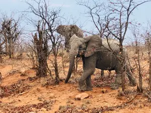 Bushbaby Adventures Tours & Safaris