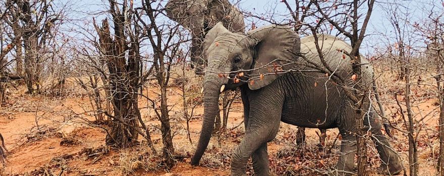 Bushbaby Adventures Tours & Safaris