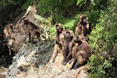 North Shewa