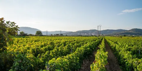 Azienda Agricola Terradonnà