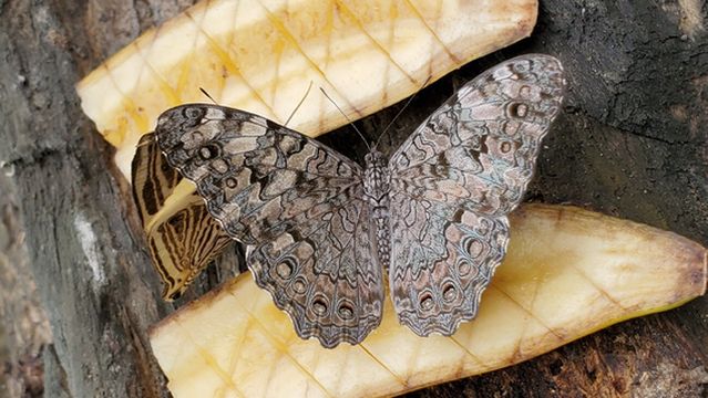 Butterfly Sanctuary Mariposario Jardin Magico
