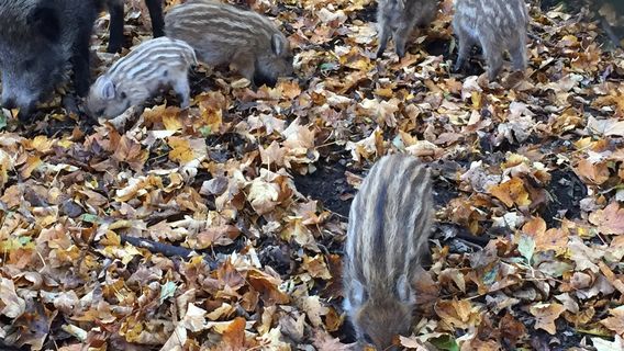 Obora Svatý Linhart