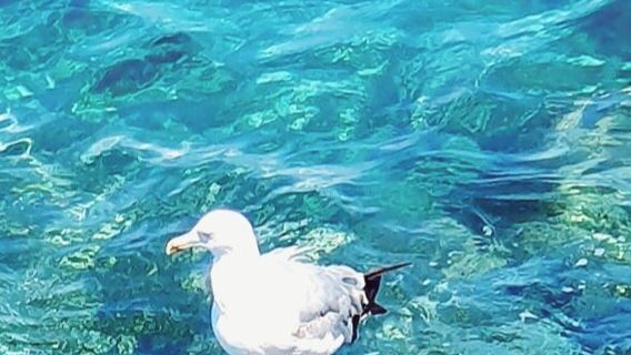 Murrano Mare