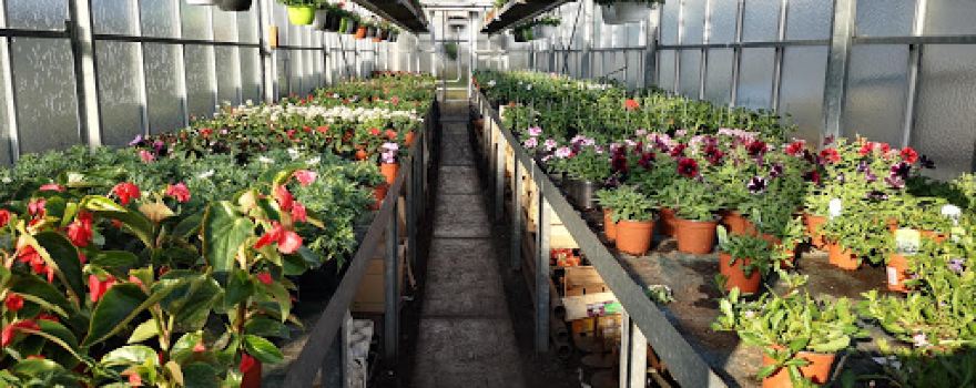 Fleursmasure