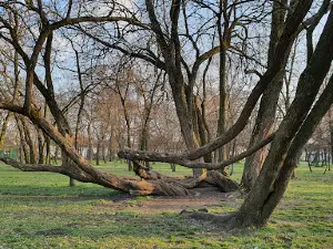 Bent Tree