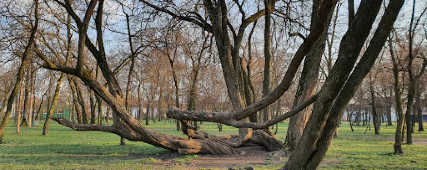 Bent Tree