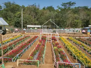 Taman Wisata Bunga Buaksi Empat Lawang