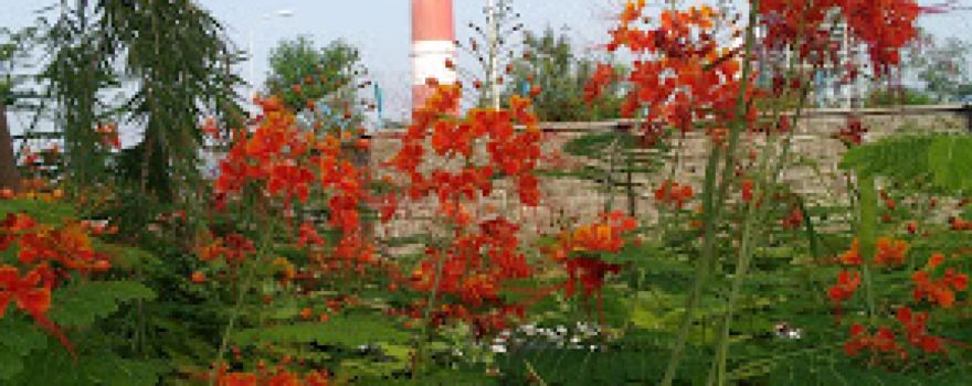 Swimming pool, NTPC Solapur