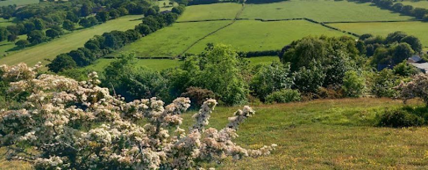 Y Graig North Wales Wildlife Trust nature reserve