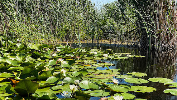 Rezervația Biosferei Delta Dunării