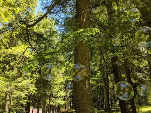 와일드캣 Park.