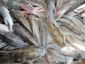 पैलानी तिराहा pailani tiraha