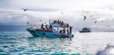 Sharklady Adventures - Gansbaai