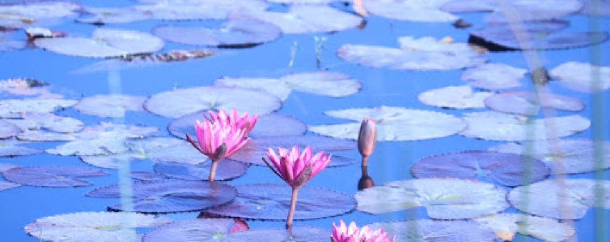 Daulat Baroda Lake