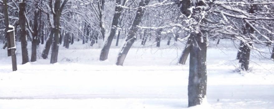 Орловский парк