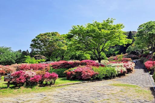 Kurume Forest Tsutsuji Park