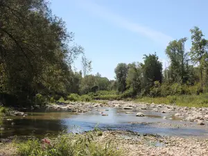 Wildwood By The River