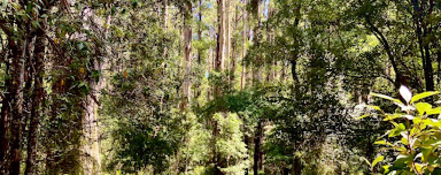 O'Donohue Picnic Ground