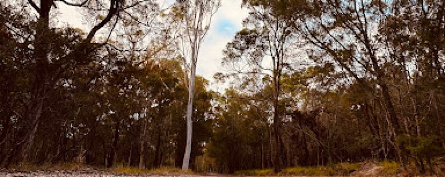 Scribbly Gums Conservation Area