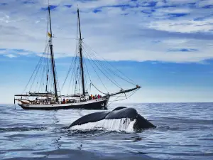 North Sailing - Húsavík Whale Watching