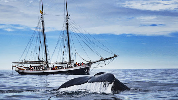 North Sailing - Húsavík Whale Watching