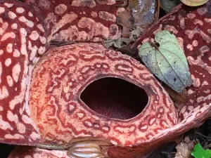 탐부난 라플레시아 보존지역